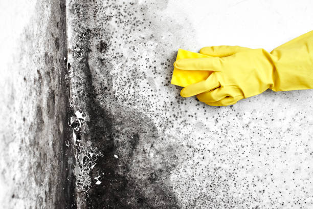 Best Residential Mold Removal  in Woodinville, WA