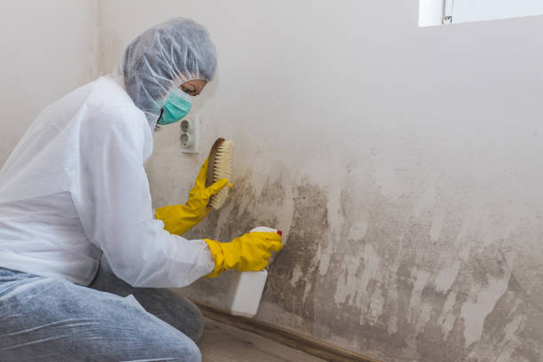 Best Office Mold Removal Services  in Woodinville, WA