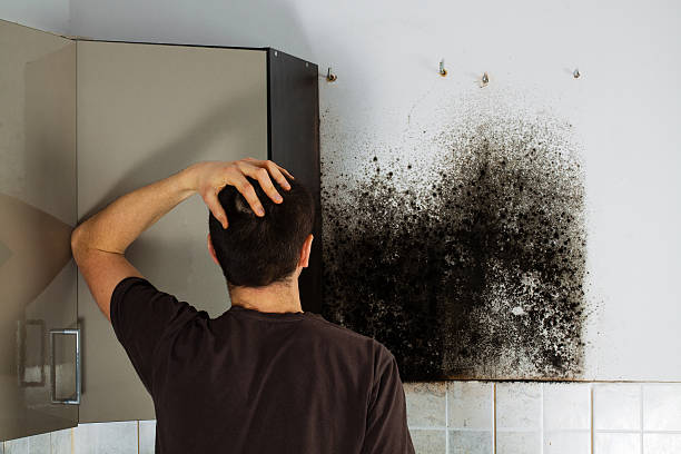 Home Mold Removal in Woodinville, WA