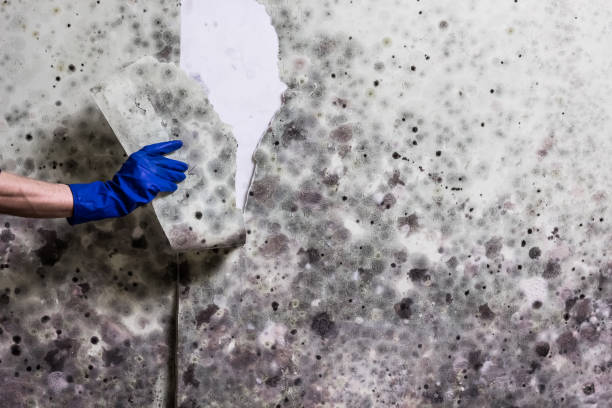 Best Emergency Mold Removal  in Woodinville, WA