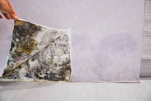 Best Best Mold Removal Companies  in Woodinville, WA
